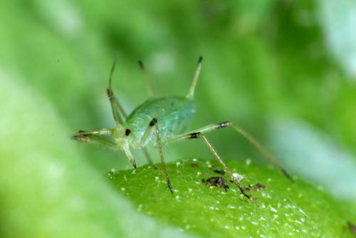 Réf. 281 747 : Macrosiphum hellebori